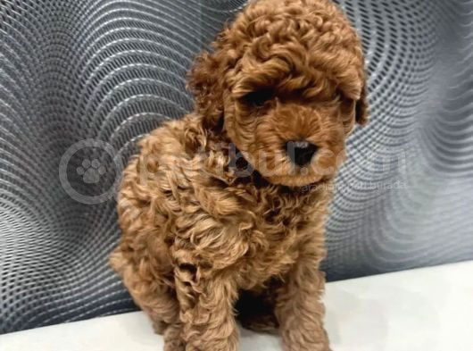 Toy Poodle Yavrusu