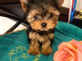 Yorkshire Terrier yavrusu