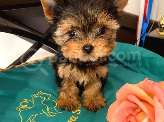 Yorkshire Terrier Yavrusu