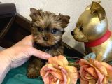 Yorkshire Terrier Yavrusu