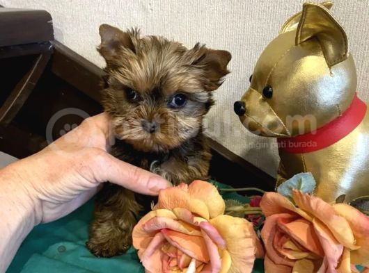Yorkshire Terrier Yavrusu görsel
