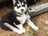 Sibirya Kurdu Husky Yavrusu