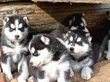 Sibirya kurdu husky yavrusu