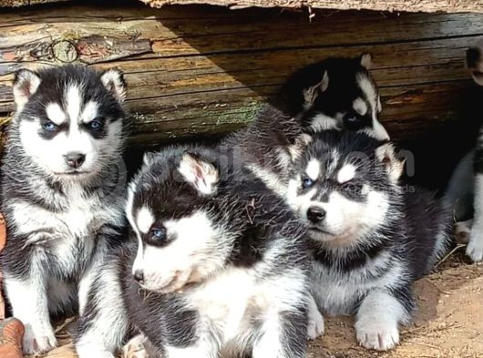 Sibirya Kurdu Husky Yavrusu