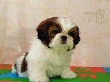 Shih Tzu Yavrusu