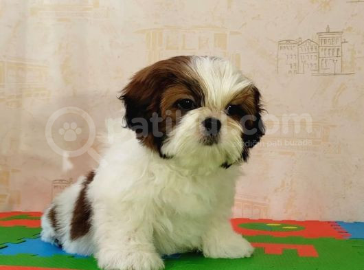 Shih Tzu Yavrusu görsel