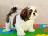 Shih tzu yavrusu