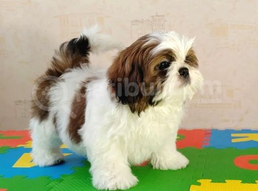 Shih Tzu Yavrusu