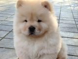 Chow chow çin aslanı yavrusu