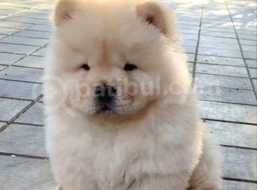 Chow Chow Çin Aslanı Yavrusu