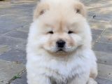 Chow Chow Çin Aslanı Yavrusu