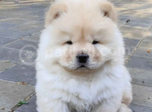 Chow Chow Çin Aslanı Yavrusu görsel