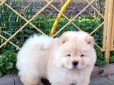 Chow Chow Çin Aslanı Yavrusu
