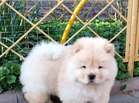 Chow Chow Çin Aslanı Yavrusu görsel