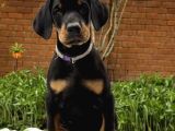 Doberman yavrusu