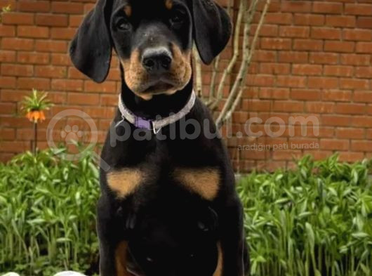 Doberman Yavrusu