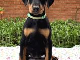 Doberman Yavrusu