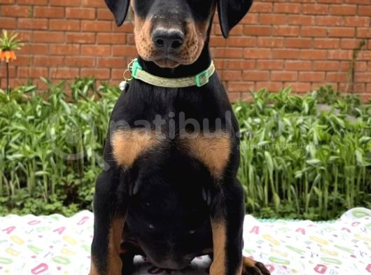 Doberman Yavrusu görsel