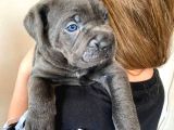 Blue cane corso yavrusu