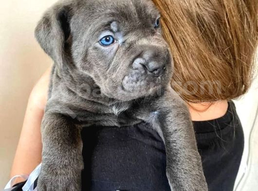 Blue Cane Corso Yavrusu