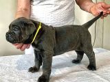 Blue Cane Corso Yavrusu