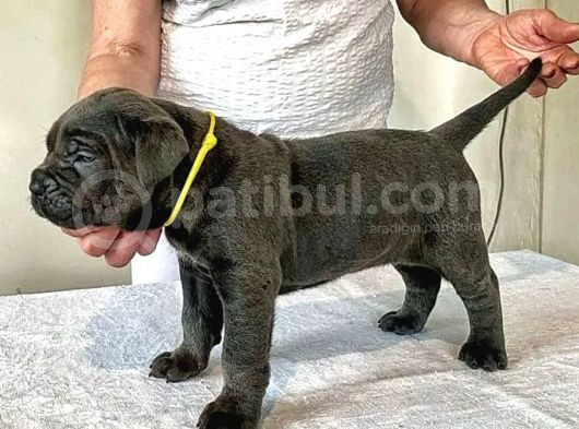 Blue Cane Corso Yavrusu görsel