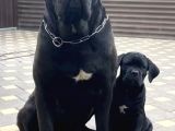 Cane corso yavrusu