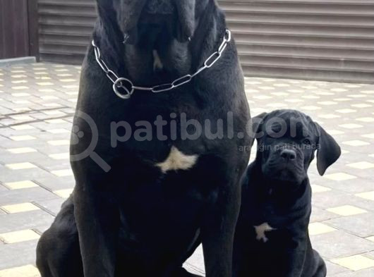 Cane Corso Yavrusu