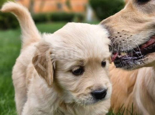 Golden Retriever Yavrusu görsel