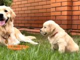 Golden Retriever Yavrusu