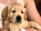 Golden retriever yavrusu