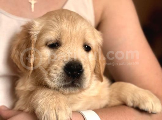 Golden Retriever Yavrusu