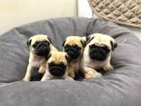 Pug yavrusu