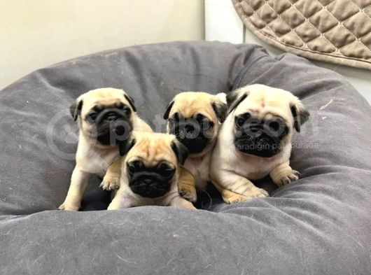 Pug Yavrusu