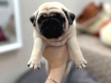 Pug Yavrusu