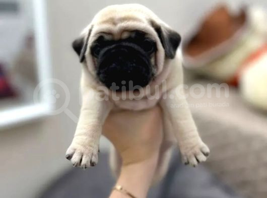 Pug Yavrusu görsel