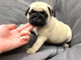 Pug Yavrusu