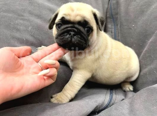 Pug Yavrusu görsel