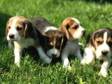 Beagle Yavrusu