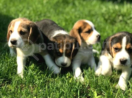 Beagle Yavrusu görsel