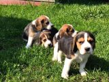 Beagle yavrusu
