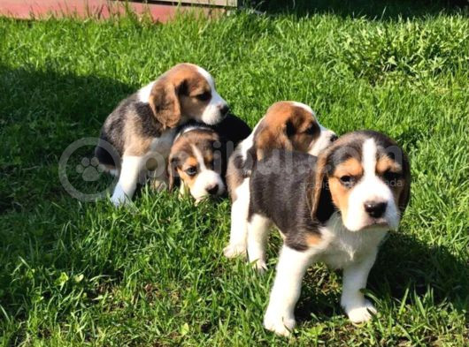Beagle Yavrusu