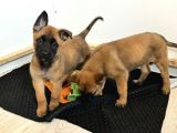 Belçika kurdu malinois yavrusu