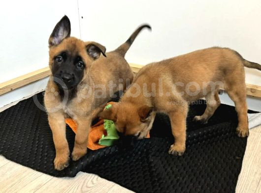 Belçika Kurdu Malinois Yavrusu