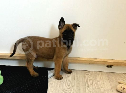 Belçika Kurdu Malinois Yavrusu görsel