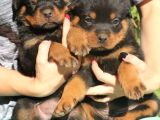 Macar rottweiler yavrusu