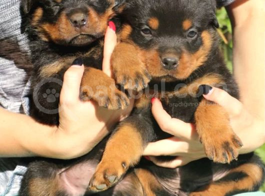 Macar Rottweiler Yavrusu
