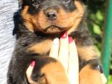 Macar Rottweiler Yavrusu