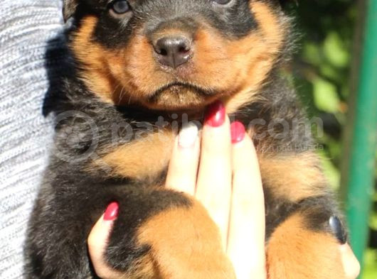 Macar Rottweiler Yavrusu görsel