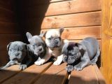 Blue French Bulldog Yavrusu